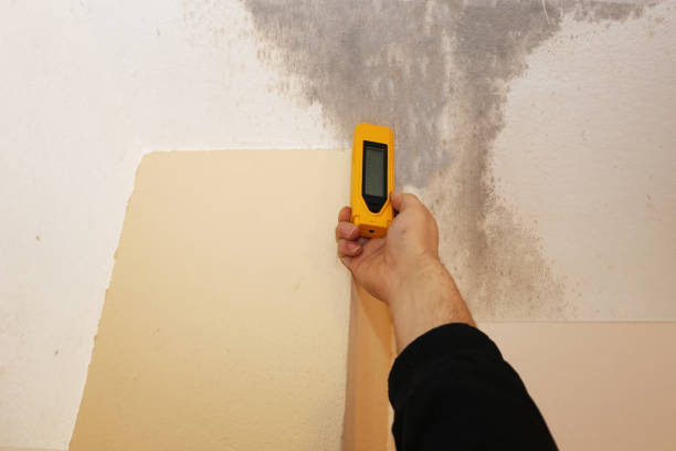 Environmental Consulting for Mold Prevention