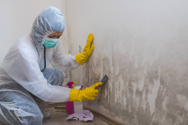 Aberdeen, ID Mold Inspection, Removal & Remediation Company